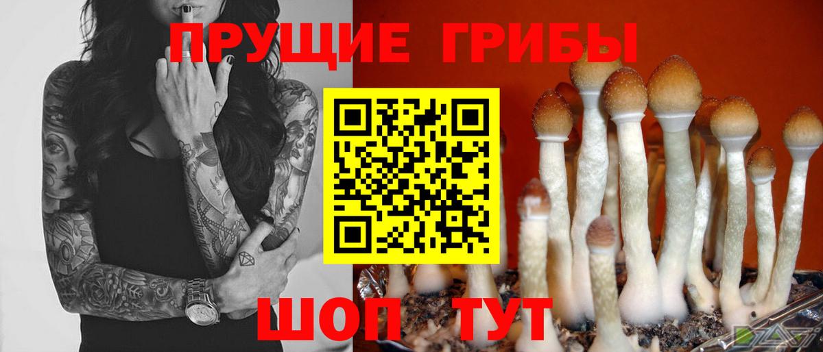 Галлюциногенные грибы Psilocybine cubensis Чусовой